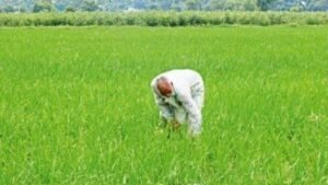 Mann सरकार Farmers के साथ: Paddy की एक-एक बोरी खरीदी जाएगी, Farmers को मिल रही पूरी कीमत