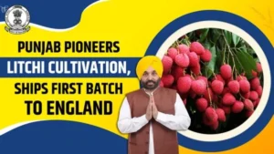 Punjab बना देश का Lychee Hub: Mann सरकार ने खोला export का रास्ता, किसानों की आमदनी 5 गुना बढ़ी